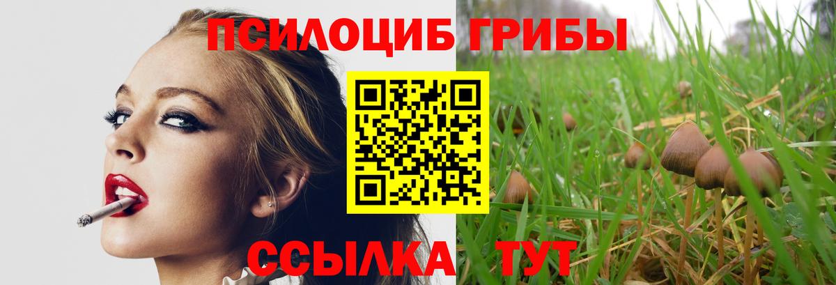 Сланцы  Псилоцибиновые грибы Psilocybe  Вход с VPN 